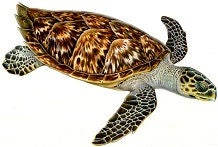 Sea turtle with a patterned shell swimming with its flippers extended.