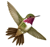 colibri
