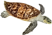tortuga