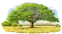 Ilustración en billete árbol de Guanacaste