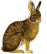 Brown rabbit sitting upright with large ears and mottled fur.
