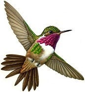 Hummingbird with green plumage, a magenta throat, and outstretched wings in flight.