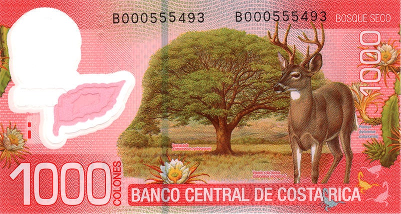 Reverso del billete de ₡1.000 colones de Costa Rica, con un venado cola blanca y un árbol representativos del ecosistema de bosque seco tropical, destacando la biodiversidad y riqueza natural del país.