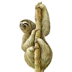 perezoso