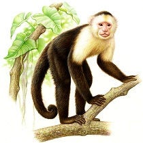 White-faced capuchin monkey standing on a tree branch with tropical foliage in the background.