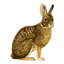 conejo 