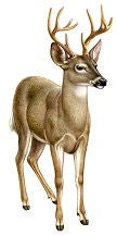 White-tailed deer with branched antlers standing in profile against a plain background.