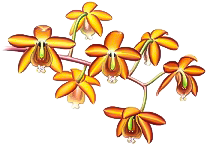 orquidea