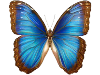Ilustración en billete mariposa morpho