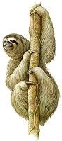 Three-toed sloth clinging to a tree trunk in a climbing position.