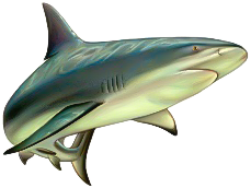 Tiburon
