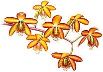 Branch of orchid flowers with bright orange blooms, representing Costa Rica’s national flower.