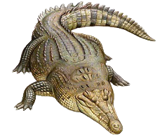American crocodile with an armored body and long tail viewed from above.