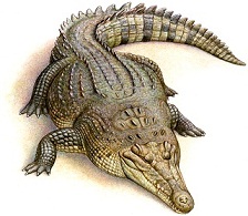 Cocodrilo