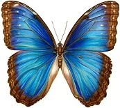 Mariposa Morpho