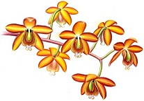 Orquidea