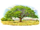 Arbol de Guanacaste