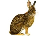 Conejo de monte