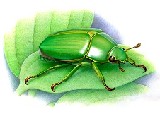 Escarabajo Verde