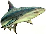 Tiburón