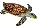 Tortuga Carey