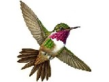 |/js_srv/incluir_img.htm?url=/billetes_monedas/billetes_circulacion/biodiversidad/colibri-chispita.jpg&ext=img&alt=colibri-chispita.jpg