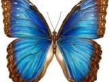 |/js_srv/incluir_img.htm?url=/billetes_monedas/billetes_circulacion/biodiversidad/mariposa-morpho.jpg&ext=img&alt=mariposa-morpho.jpg