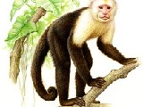 |/js_srv/incluir_img.htm?url=/billetes_monedas/billetes_circulacion/biodiversidad/mono-cara-blanca.jpg&ext=img&alt=mono-cara-blanca.jpg