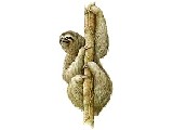 |/js_srv/incluir_img.htm?url=/billetes_monedas/billetes_circulacion/biodiversidad/perezoso.jpg&ext=img&alt=perezoso.jpg