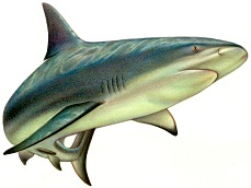 |/js_srv/incluir_img.htm?url=/billetes_monedas/billetes_circulacion/biodiversidad/tiburon.jpg&ext=img&alt=tiburon.jpg