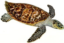|/js_srv/incluir_img.htm?url=/billetes_monedas/billetes_circulacion/biodiversidad/tortuga-carey.jpg&ext=img&alt=tortuga-carey.jpg